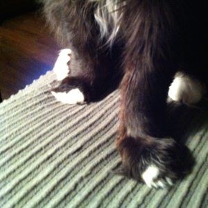 Meet your Posher, Amy